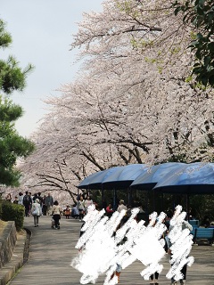 nacanaca: 桜を見に<b>東山動物園</b>(愛知県<b>名古屋市</b>)へ行ってきました